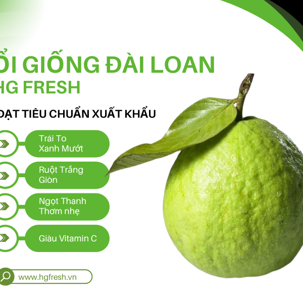 oi dai loan