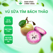 vú sữa tím bách thảo