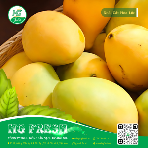 Xoài Cát Hòa Lộc loại 1 – đặc sản Đồng Tháp, sản phẩm sạch HG Fresh