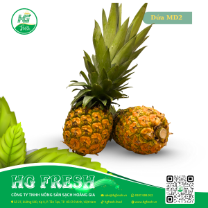 Dứa MD2 – vàng ngọt, mọng nước, hương thơm đặc trưng từ HG Fresh