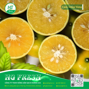 Cam Lòng Vàng